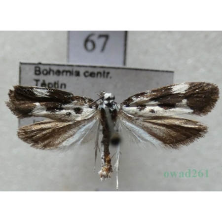 Ethmia quadrillella (Goeze, 1783) Czech67